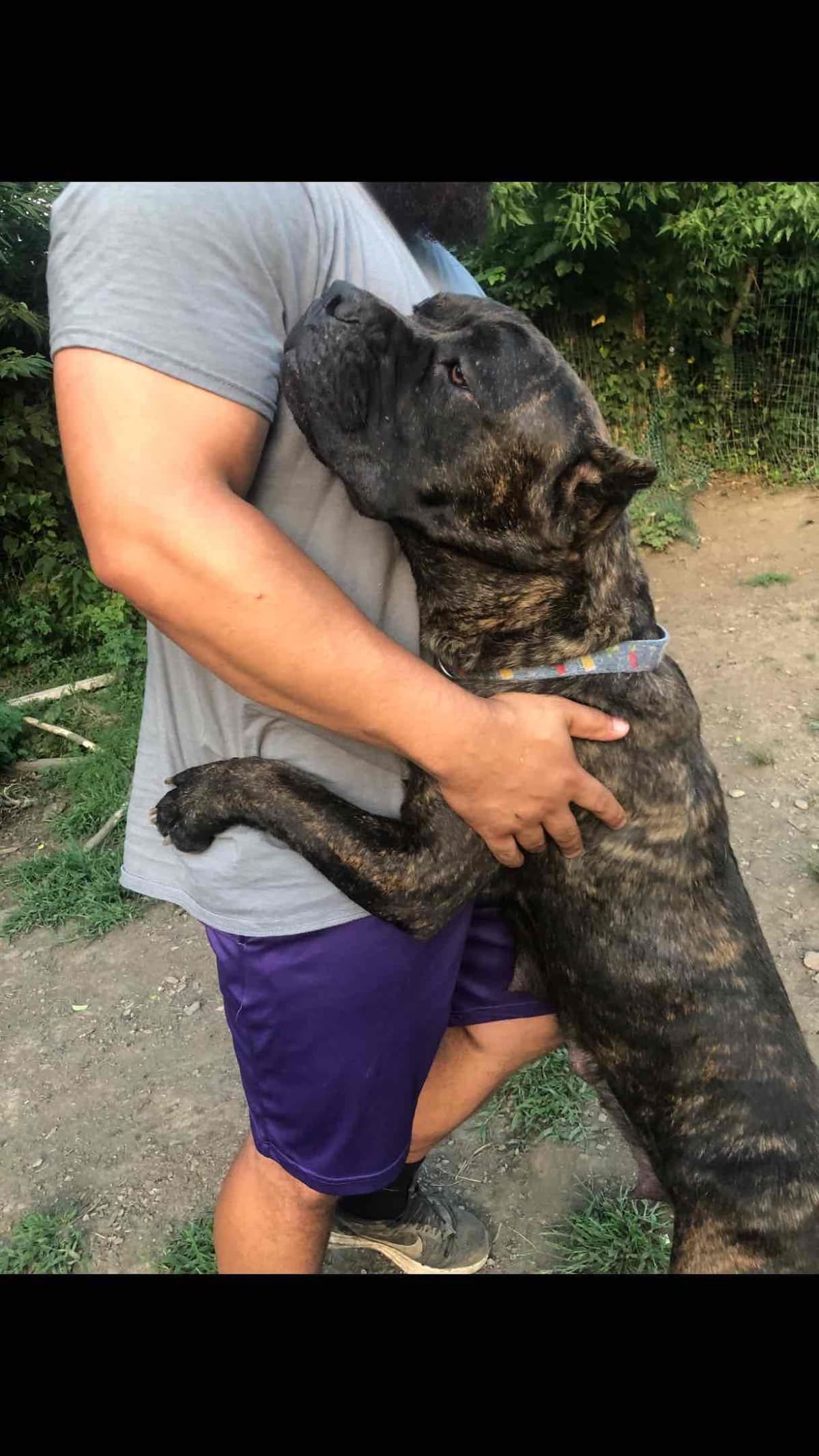 Cane Corso Puppies breeder image 3