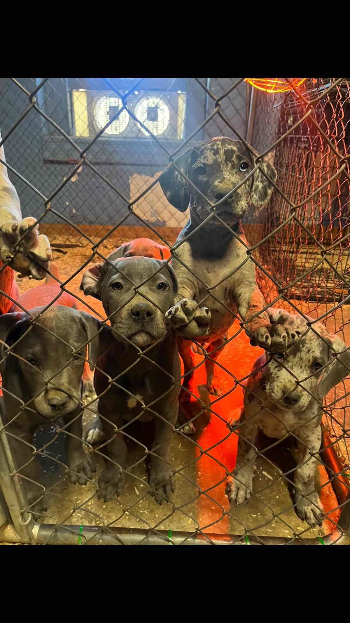 Cane Corso Puppies breeder image 1