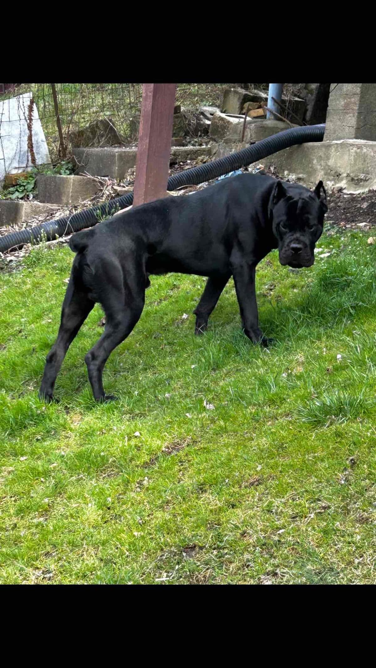 Cane Corso Puppies breeder image 4