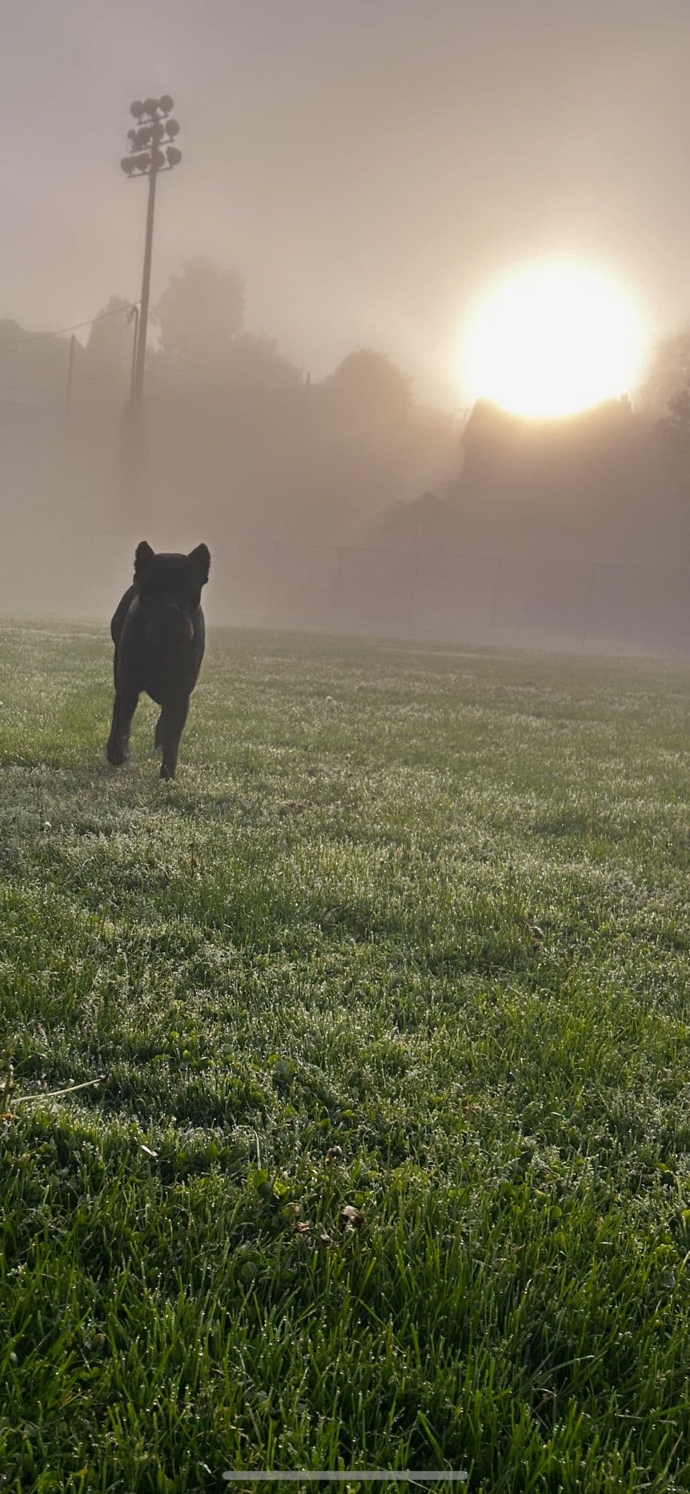 Cane Corso Puppies breeder image 5