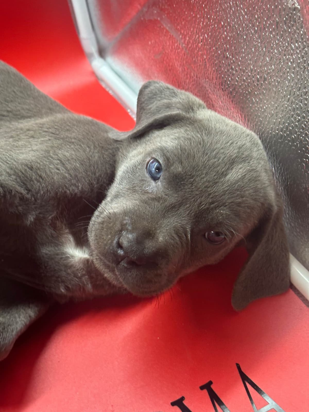 Cane Corso Puppies breeder image 8