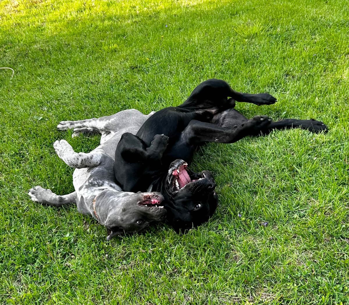 Cane Corso Puppies breeder image 6