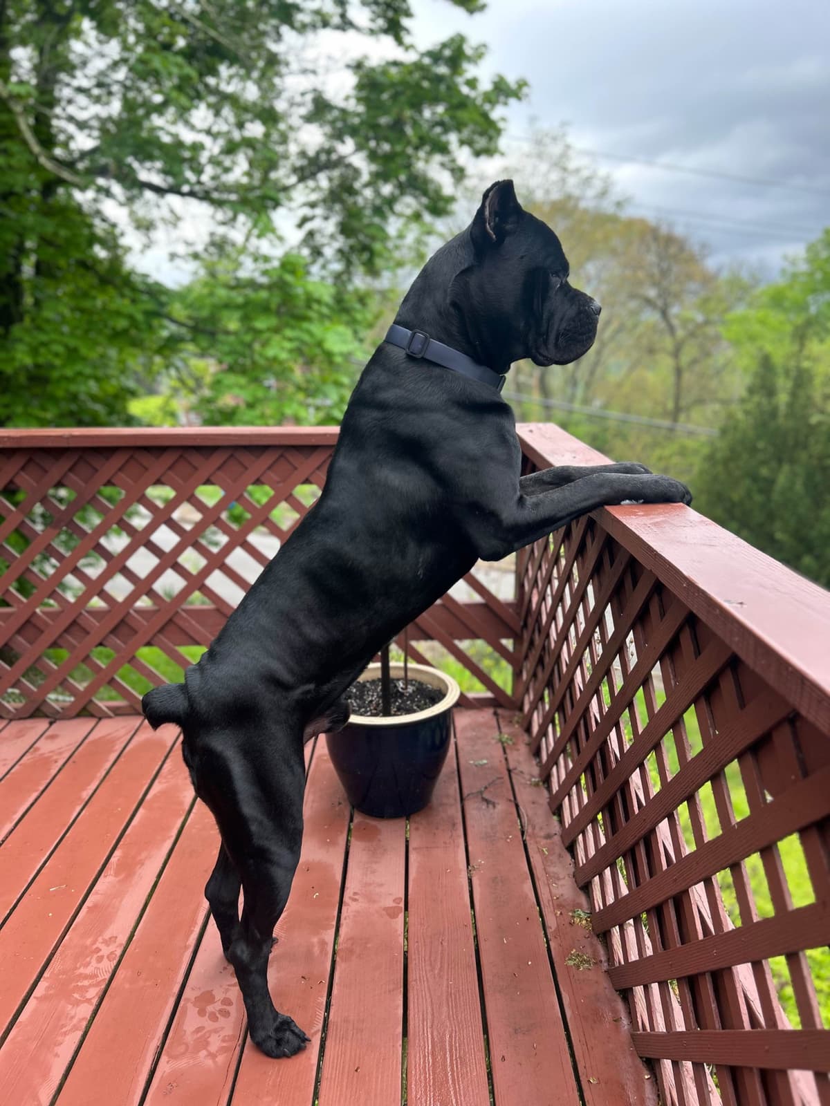 Cane Corso Puppies breeder image 7