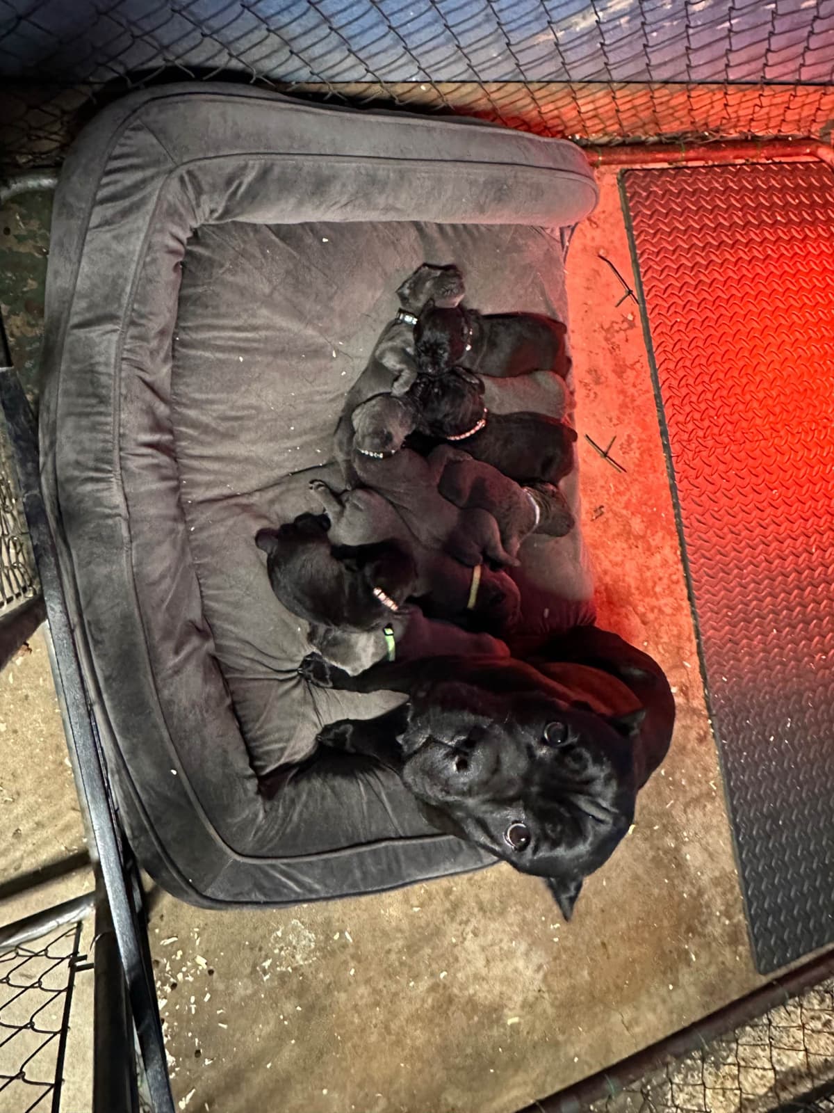 Cane Corso Puppies breeder image 10