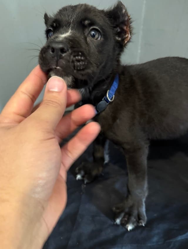Cane Corso Puppies media 2