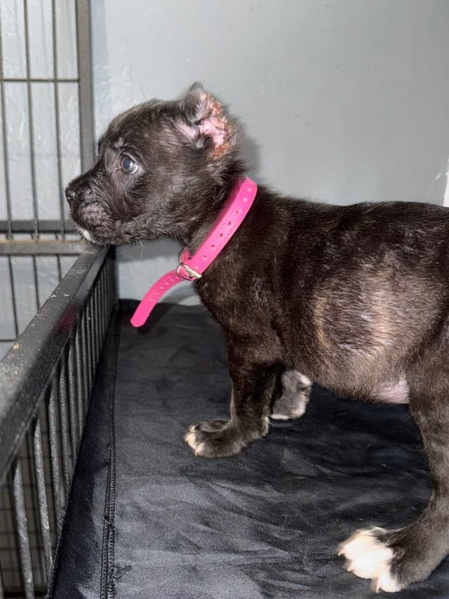 Cane Corso Puppies media 3