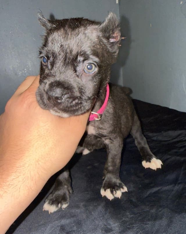 Cane Corso Puppies media 4