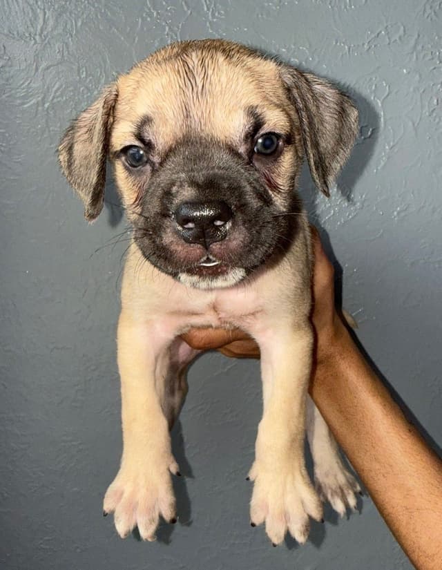 Cane Corso Puppies media 5