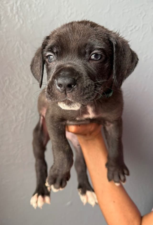 Cane Corso Puppies media 6