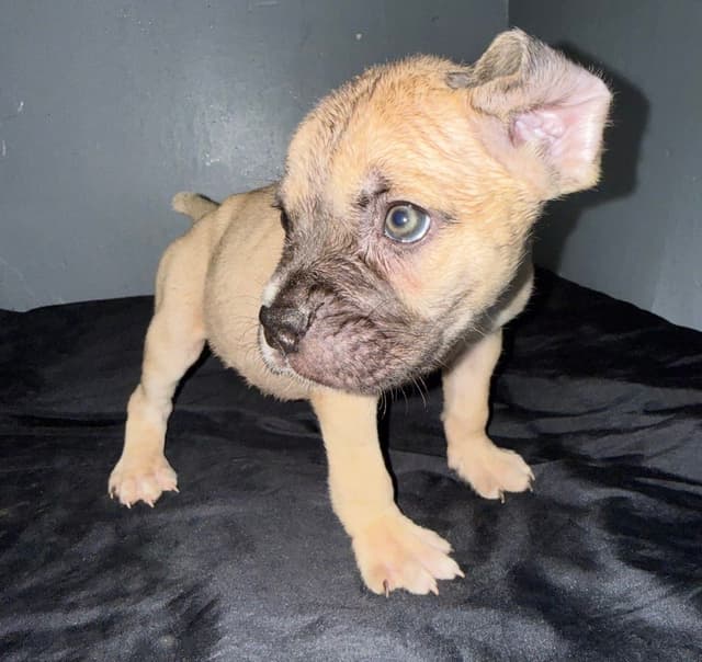Cane Corso Puppies media 7