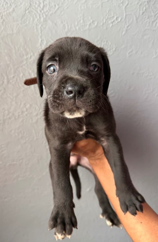 Cane Corso Puppies media 8