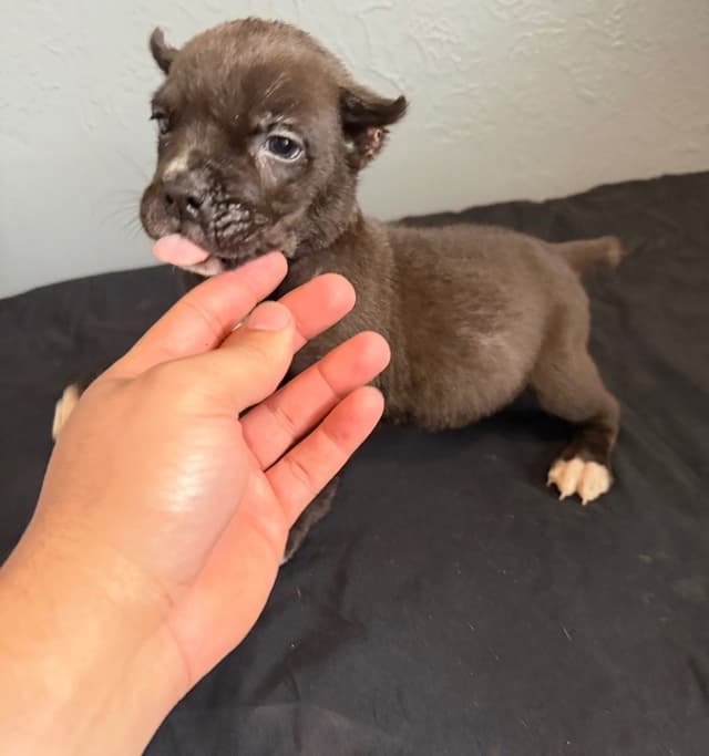 Cane Corso Puppies media 9