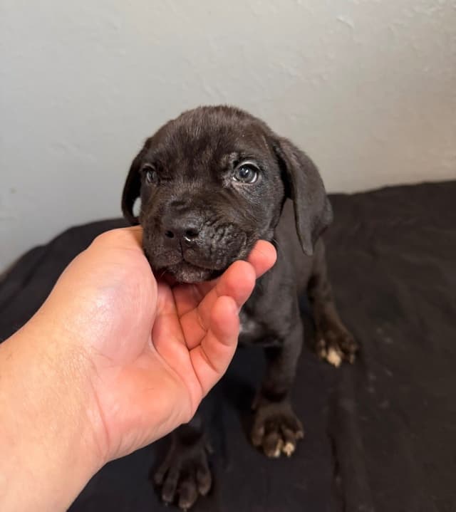 Cane Corso Puppies media 10