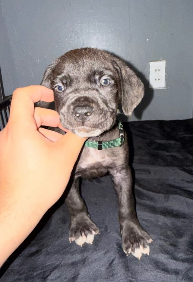 Cane Corso Puppies media 11
