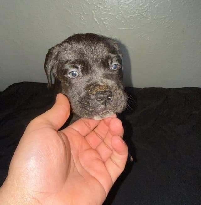 Cane Corso Puppies media 12