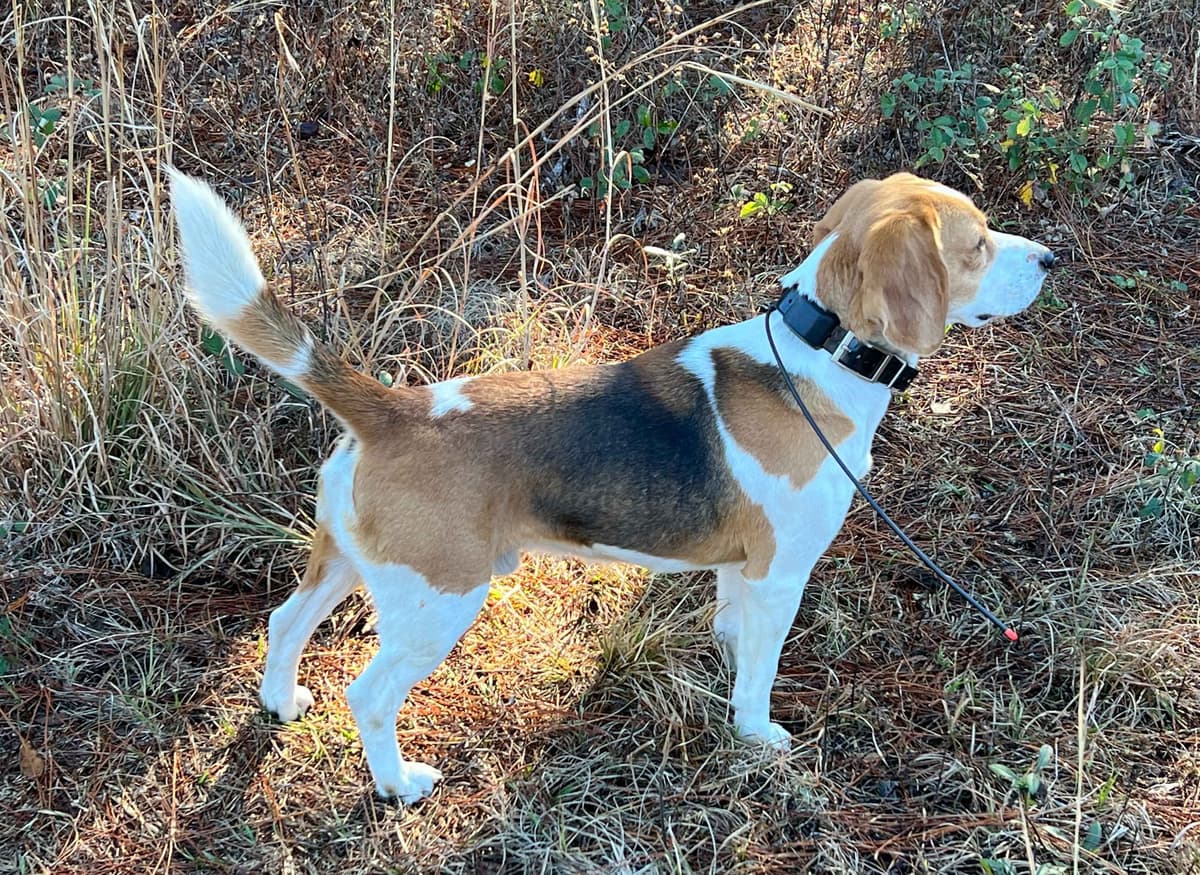 Beagle Puppies breeder image 3