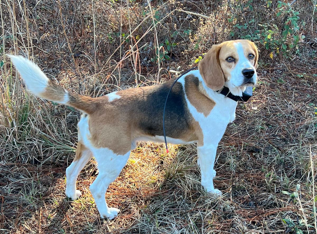 Beagle Puppies breeder image 1