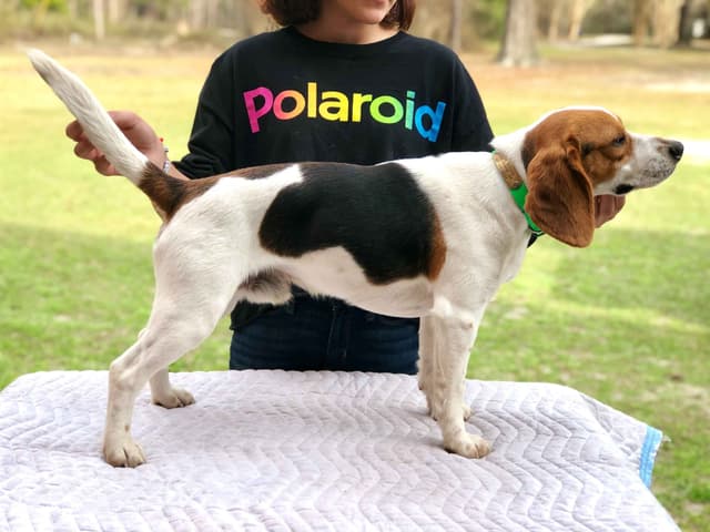 Beagle Puppies media 2