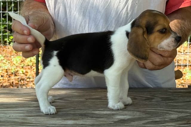 Beagle Puppies media 3