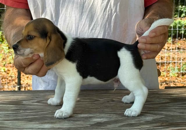 Beagle Puppies media 4