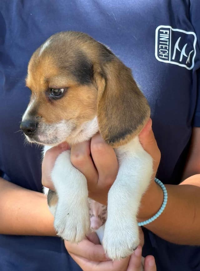 Beagle Puppies media 5