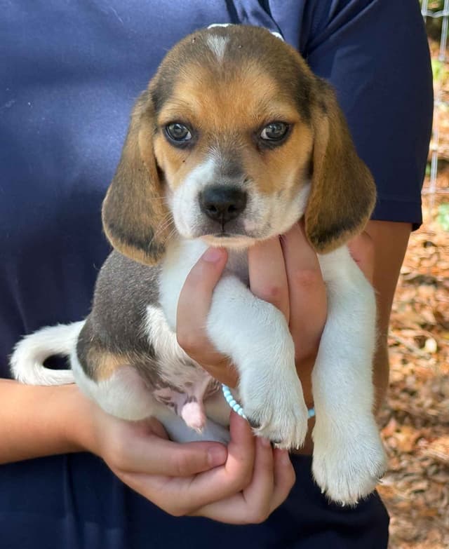 Beagle Puppies media 6