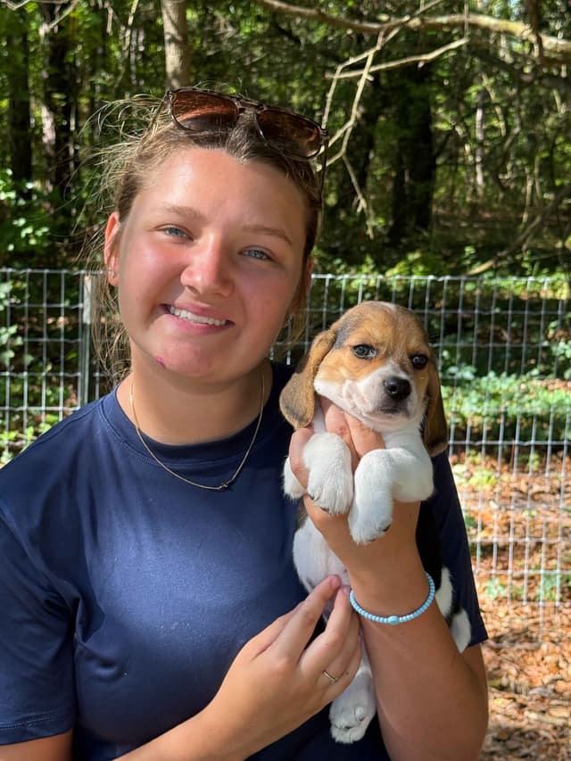 Beagle Puppies media 7