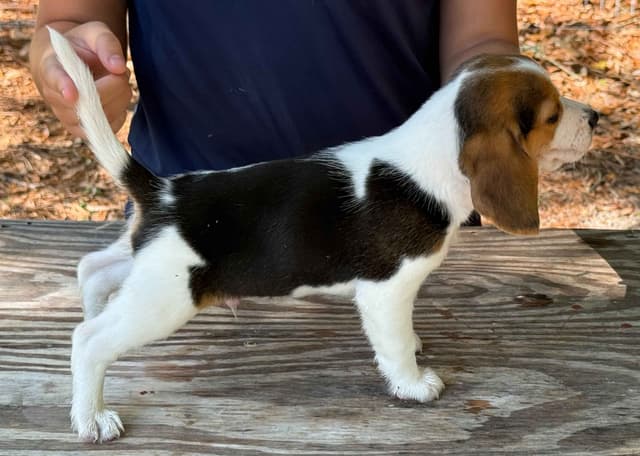 Beagle Puppies media 8