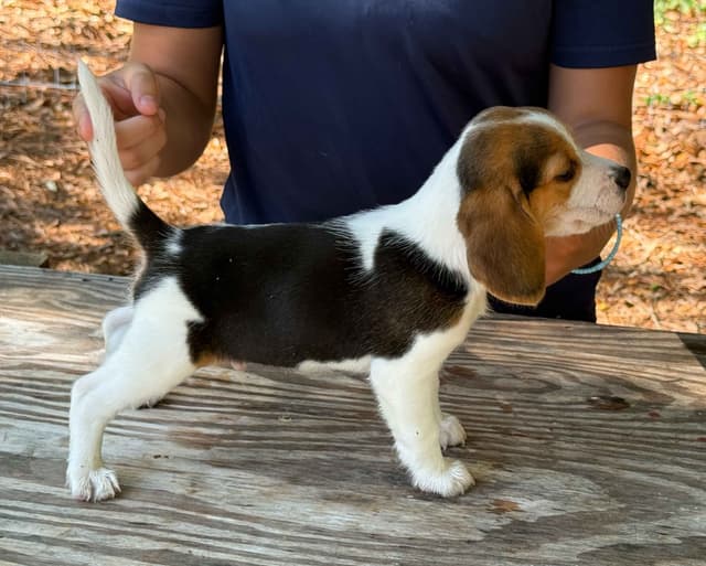 Beagle Puppies media 9