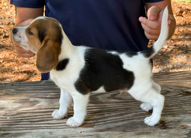 Beagle Puppies media 10