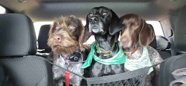 AKC Registered Puppies Available media 6