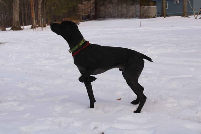 AKC Registered Puppies Available media 5