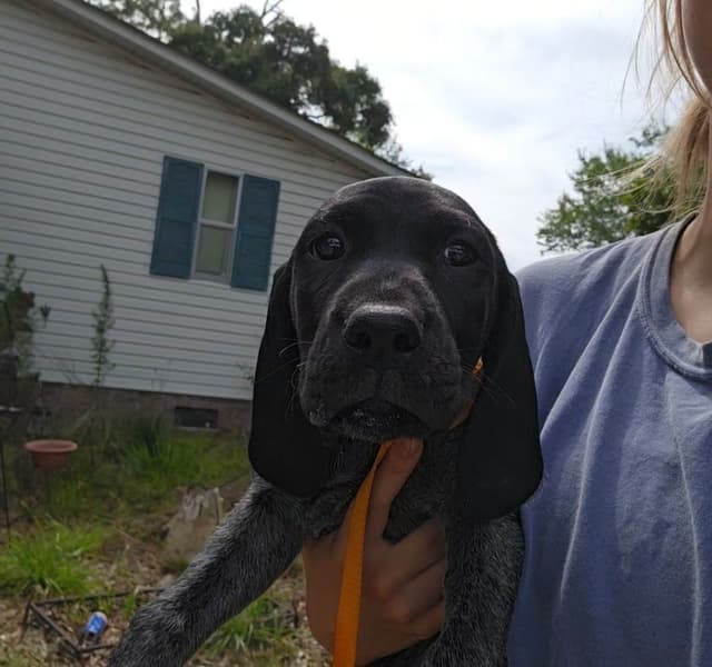 AKC Registered Puppies Available media 7