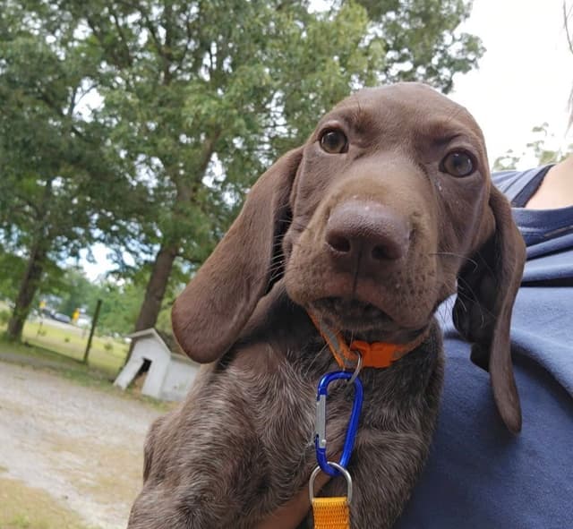 AKC Registered Puppies Available media 8