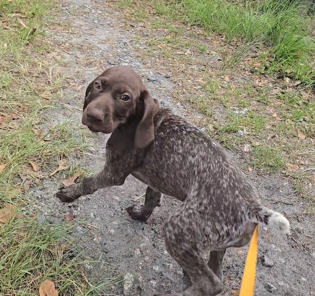 AKC Registered Puppies Available media 10