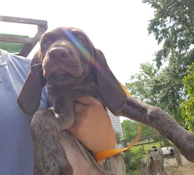 AKC Registered Puppies Available media 9