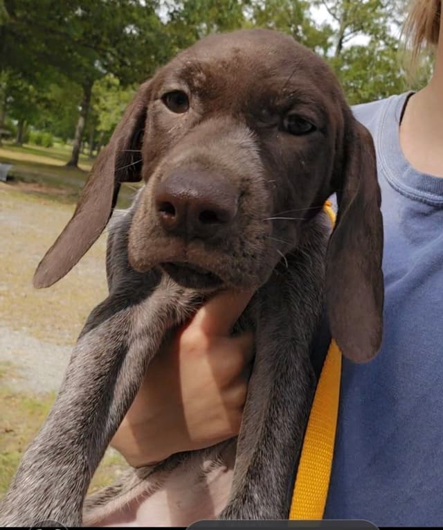 AKC Registered Puppies Available media 11
