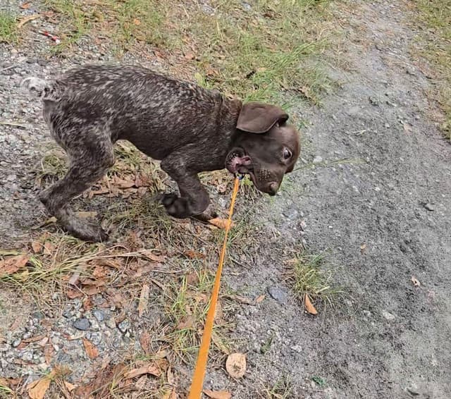 AKC Registered Puppies Available media 12