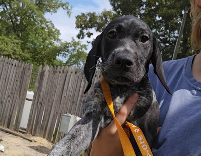 AKC Registered Puppies Available media 13