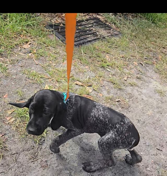 AKC Registered Puppies Available media 14