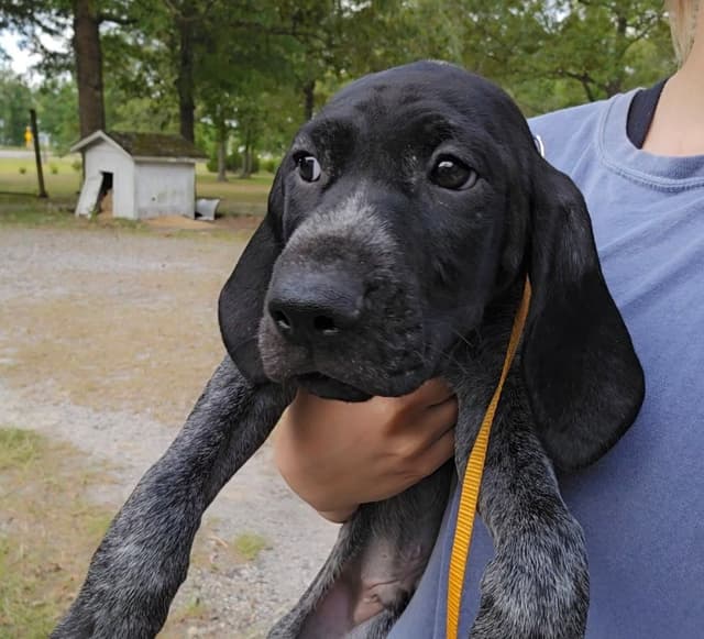 AKC Registered Puppies Available media 15