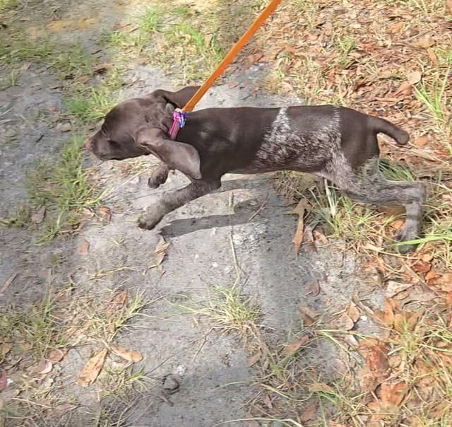 AKC Registered Puppies Available media 16