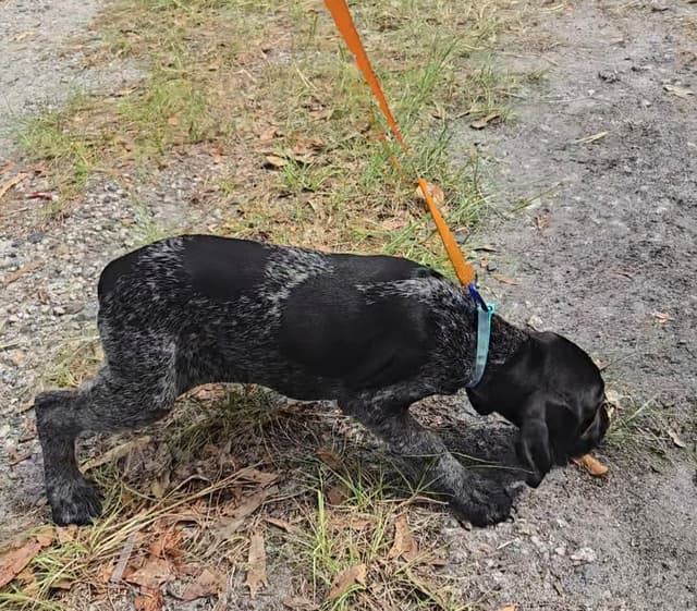 AKC Registered Puppies Available media 17