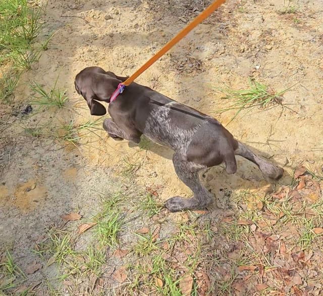 AKC Registered Puppies Available media 18