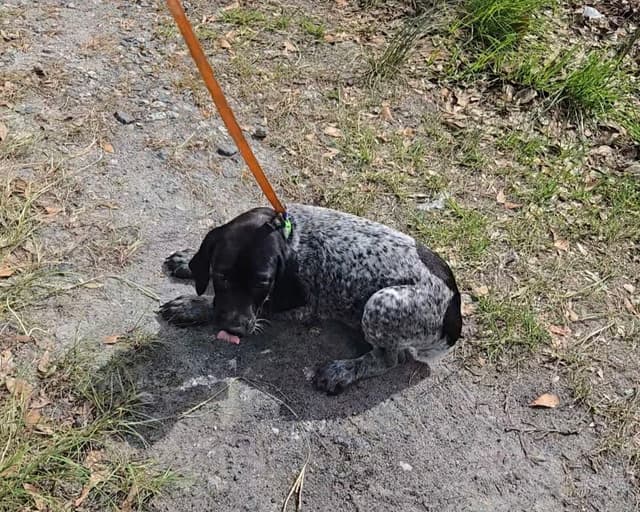 AKC Registered Puppies Available media 19