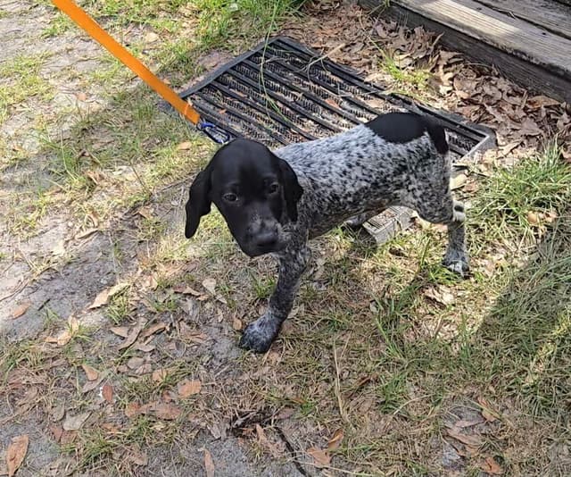 AKC Registered Puppies Available media 20