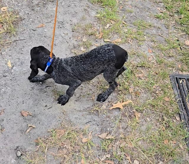 AKC Registered Puppies Available media 21