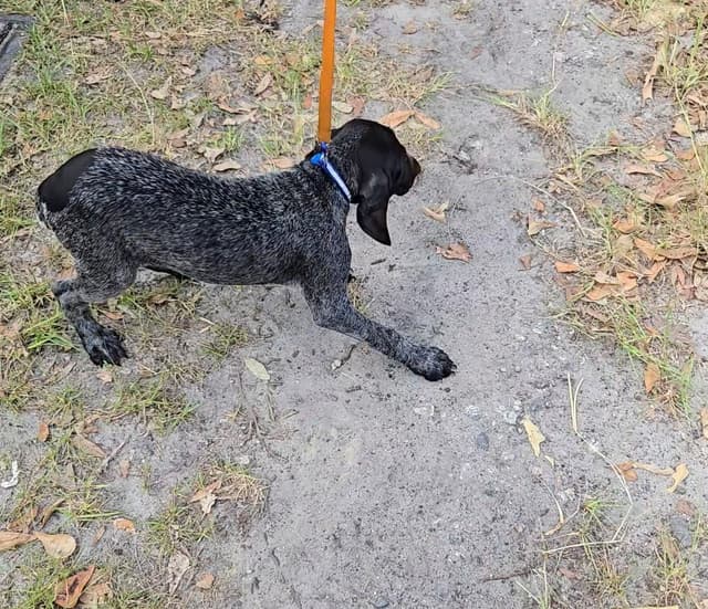 AKC Registered Puppies Available media 23
