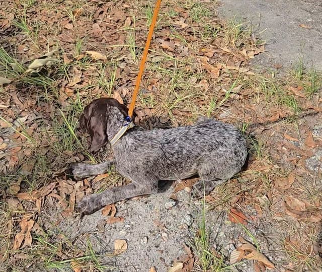 AKC Registered Puppies Available media 24