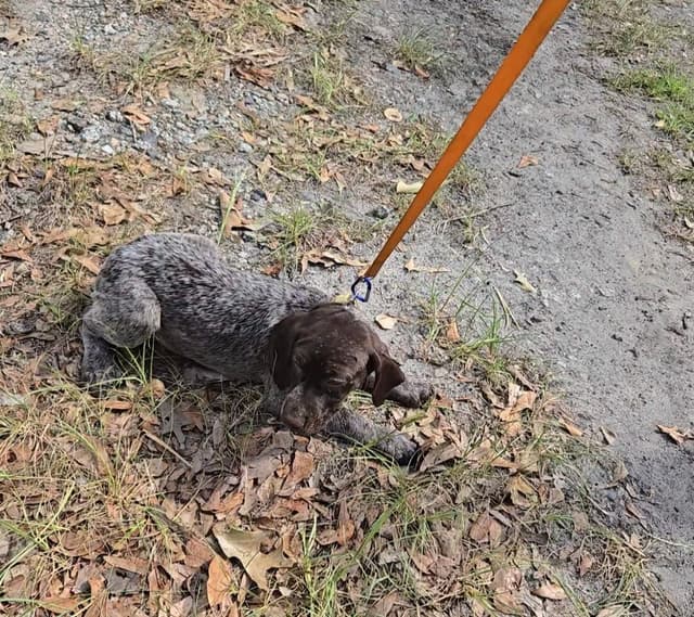 AKC Registered Puppies Available media 22